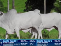 Lote 316