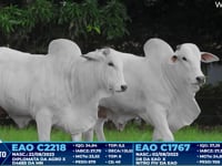 Lote 321