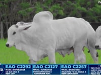 Lote 322