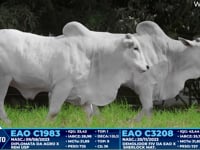 Lote 323