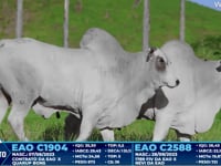 Lote 334
