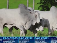 Lote 335