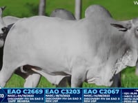 Lote 336