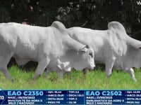 Lote 340