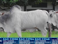 Lote 341