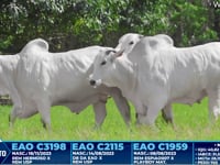 Lote 342