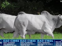 Lote 347