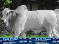 Lote 348
