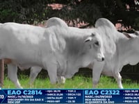 Lote 352