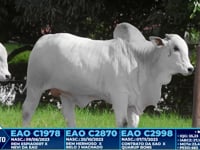 Lote 353
