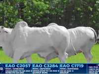 Lote 354