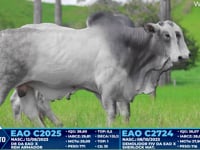 Lote 358