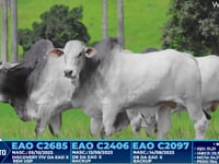 Lote 359