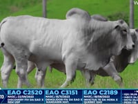 Lote 360