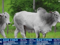 Lote 364