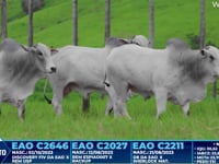Lote 365