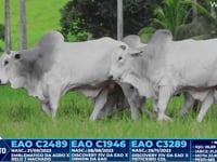 Lote 366