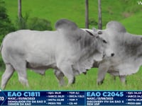 Lote 370