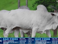 Lote 371
