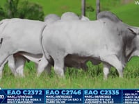 Lote 372