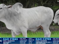 Lote 376