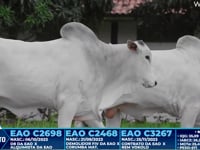 Lote 377
