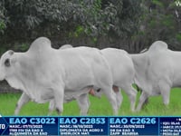 Lote 383
