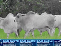 Lote 384