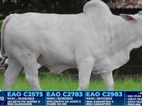 Lote 388