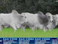 Lote 389