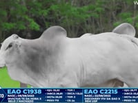 Lote 393