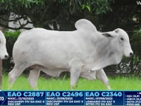 Lote 394