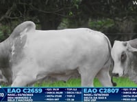 Lote 395