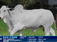Lote 404