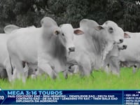 Lote 414
