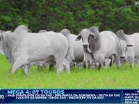 Lote 415