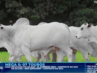 Lote 416