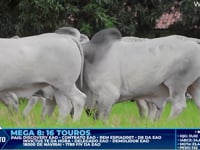 Lote 419