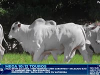 Lote 421