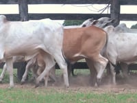 Lote 61P
