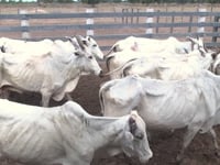 Lote 100P
