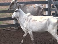 Lote 102P