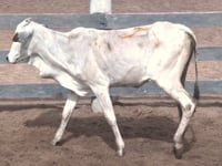 Lote 103P
