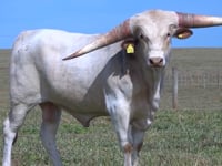 Lote 05