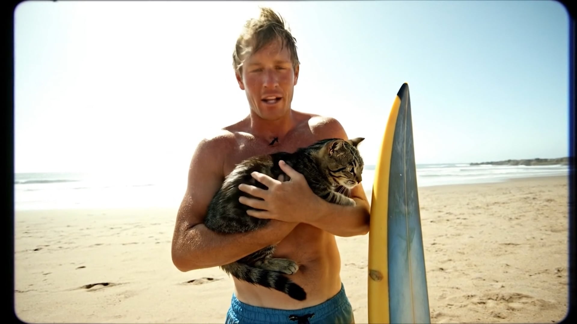 AI Cats Surfing
