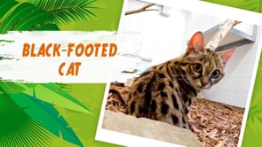 Step Into The Wild: Black-Footed Cat