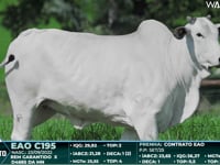 Lote 95