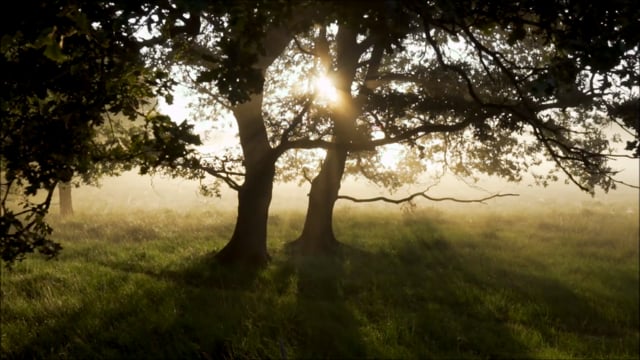 Through The Quiet Forest