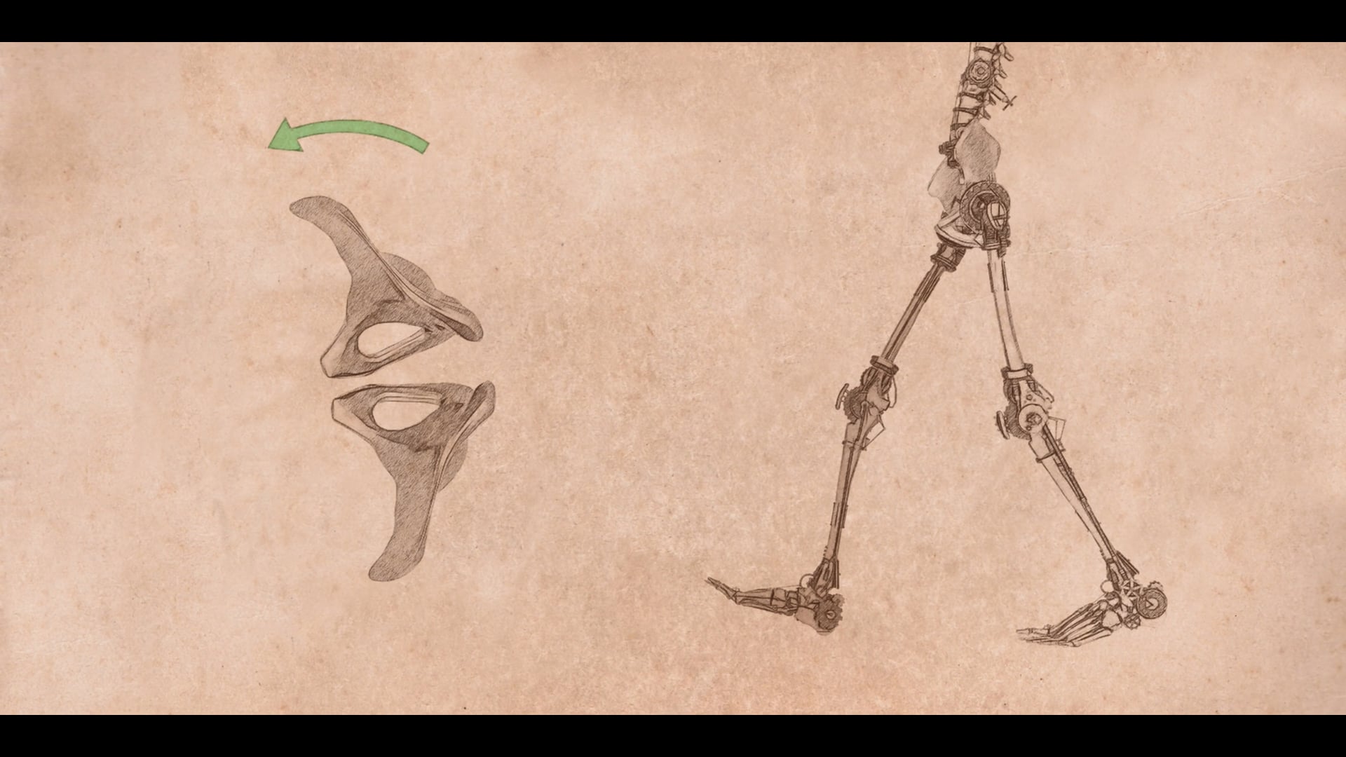 UBC Neuroanatomy S3 E3: The Lower Limb