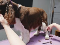 Related Embedded Video Item Thumbnail